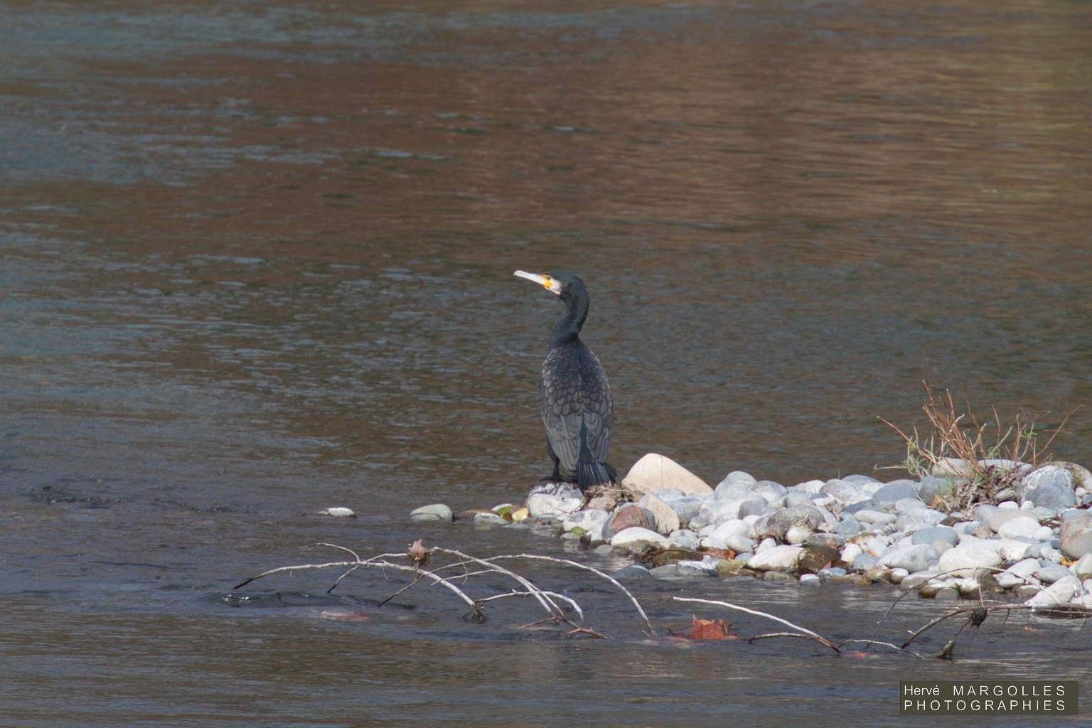 Grand Cormoran-01.jpg